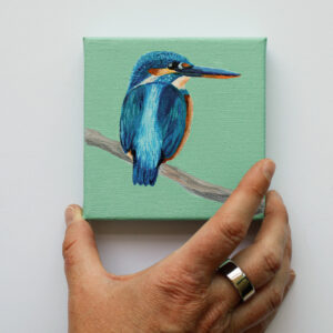 IJsvogel op tak, turquoise achtergrond