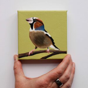 Appelvink op tak, lichtgroene achtergrond