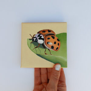 Lieveheersbeestje op blad
